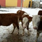 Kars Hızır Hayvancılık